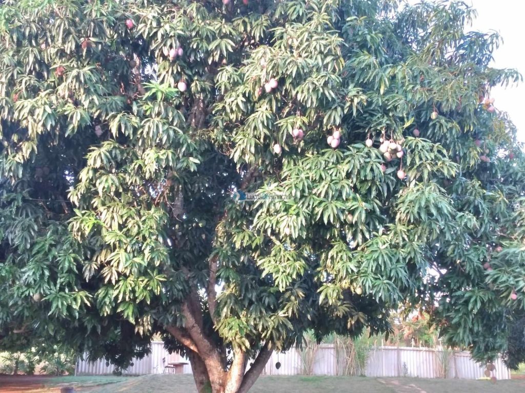 Chácara em Planaltina DF (3)