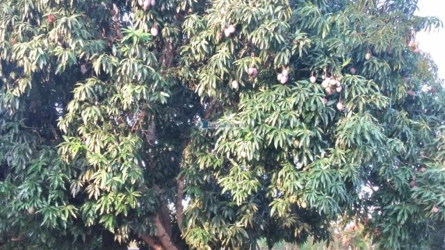 Chácara em Planaltina DF, acesso pela BR 128 após a CPRV na região de Águas Emendadas.