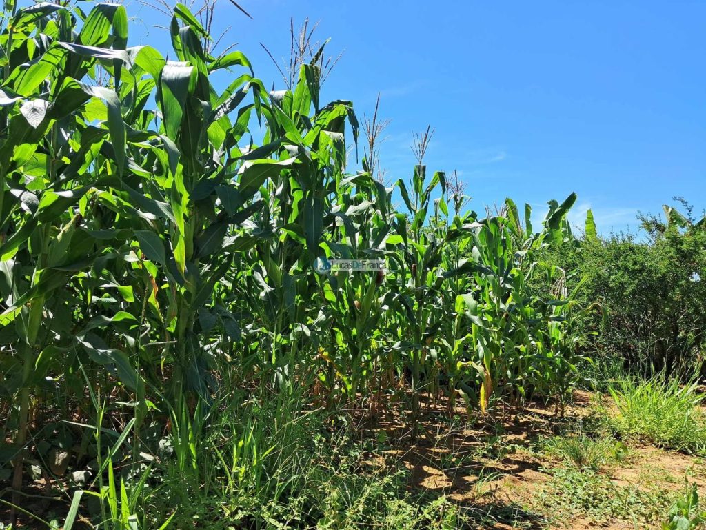 Chácara em Planaltina DF (32)
