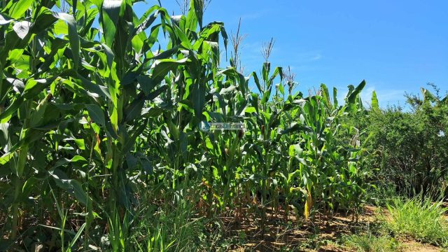 Chácara em Planaltina DF, acesso pela BR 128 após a CPRV na região de Águas Emendadas.