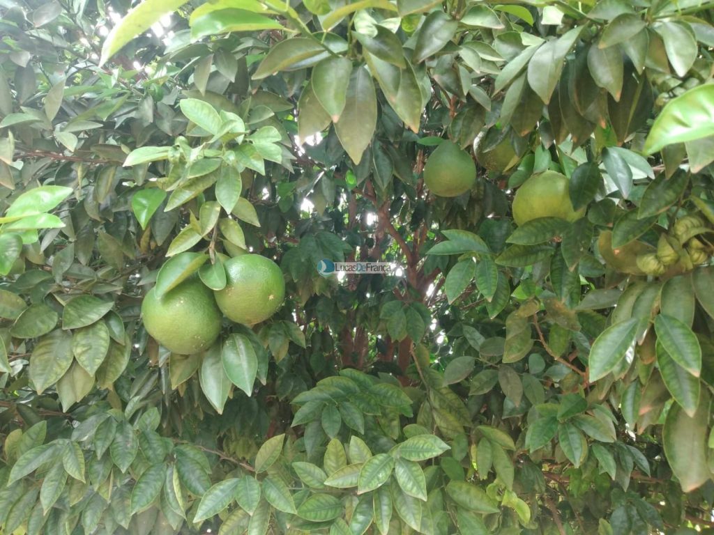 Chácara em Planaltina DF (33)