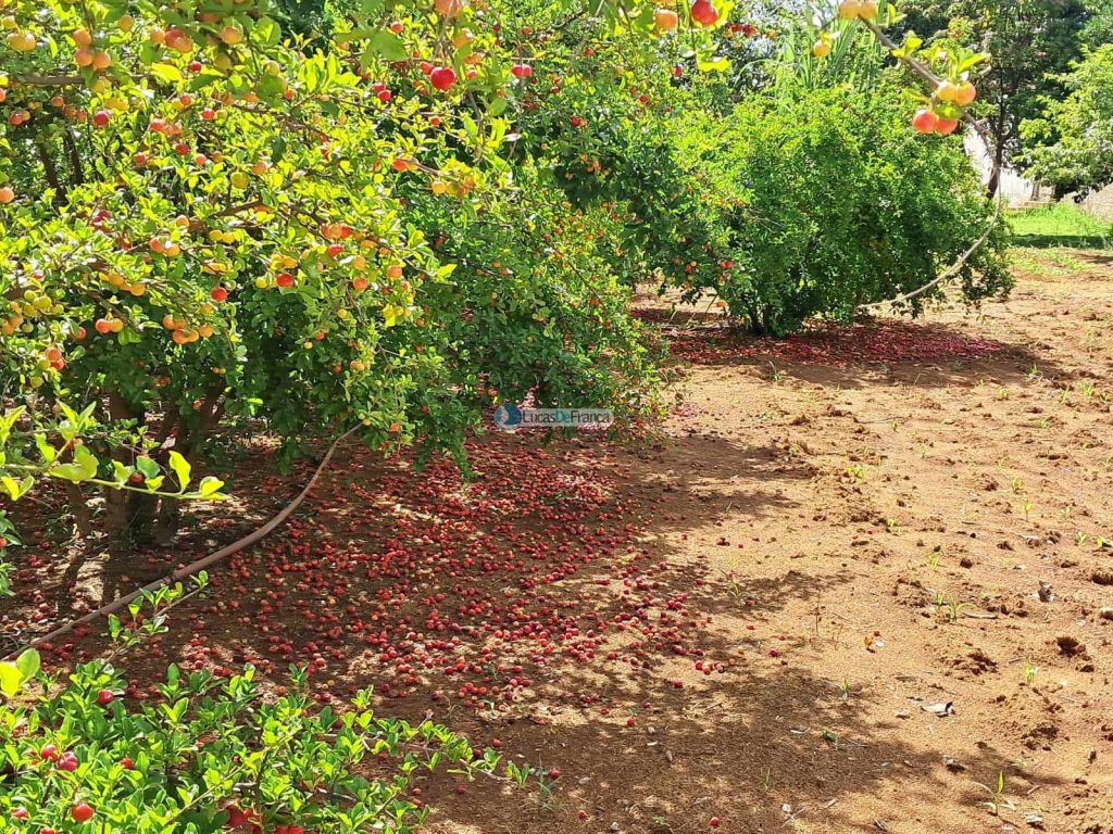 Chácara em Planaltina DF (42)