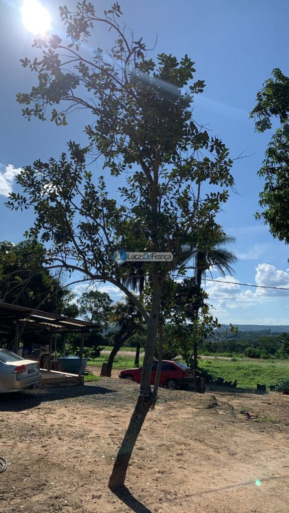 Chácara no Núcleo Rural Santos Dumont (18)