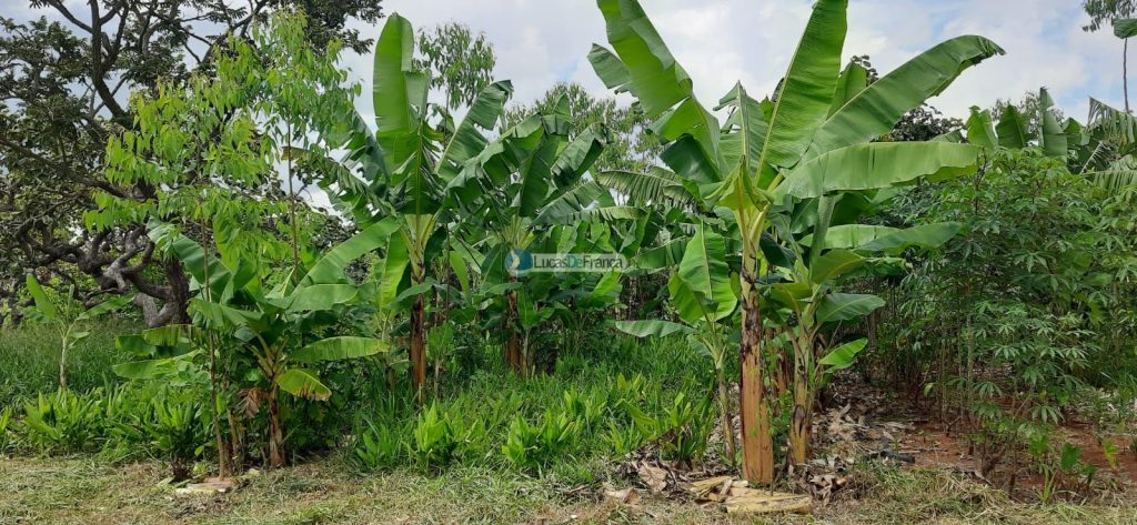 Chácara de 2 hectares em Planaltina DF (15)