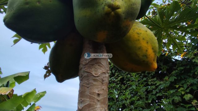 Chácara de 2 hectares (20.000m2) em Planaltina -DF (próximo a BR020)