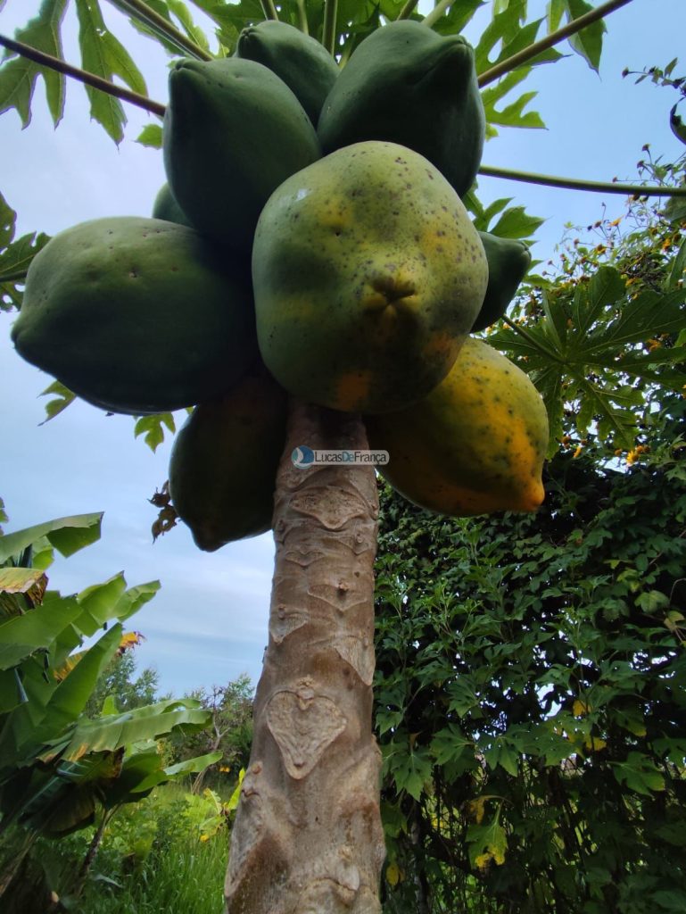Chácara de 2 hectares em Planaltina DF (16)