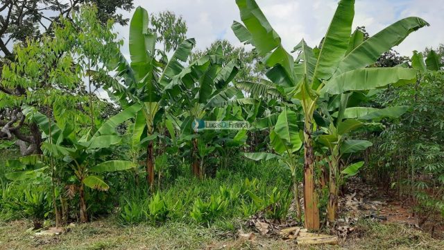Chácara de 2 hectares (20.000m2) em Planaltina -DF (próximo a BR020)
