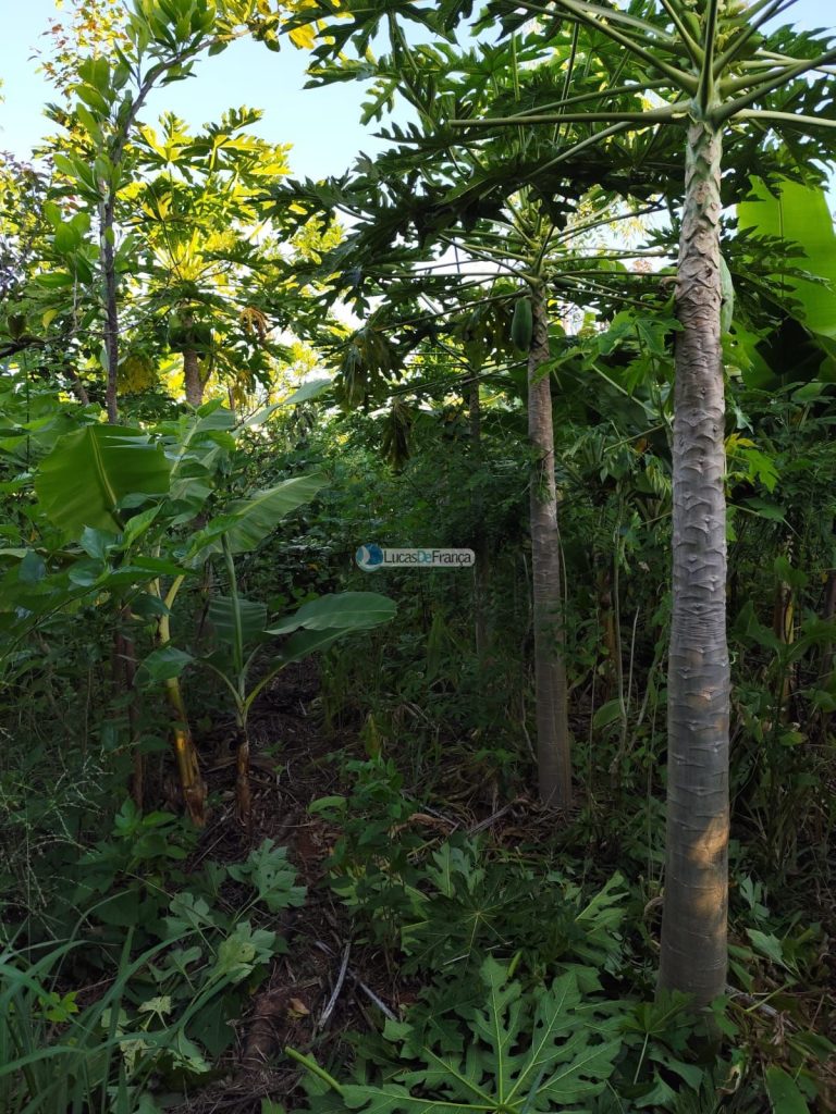 Chácara de 2 hectares em Planaltina DF (25)