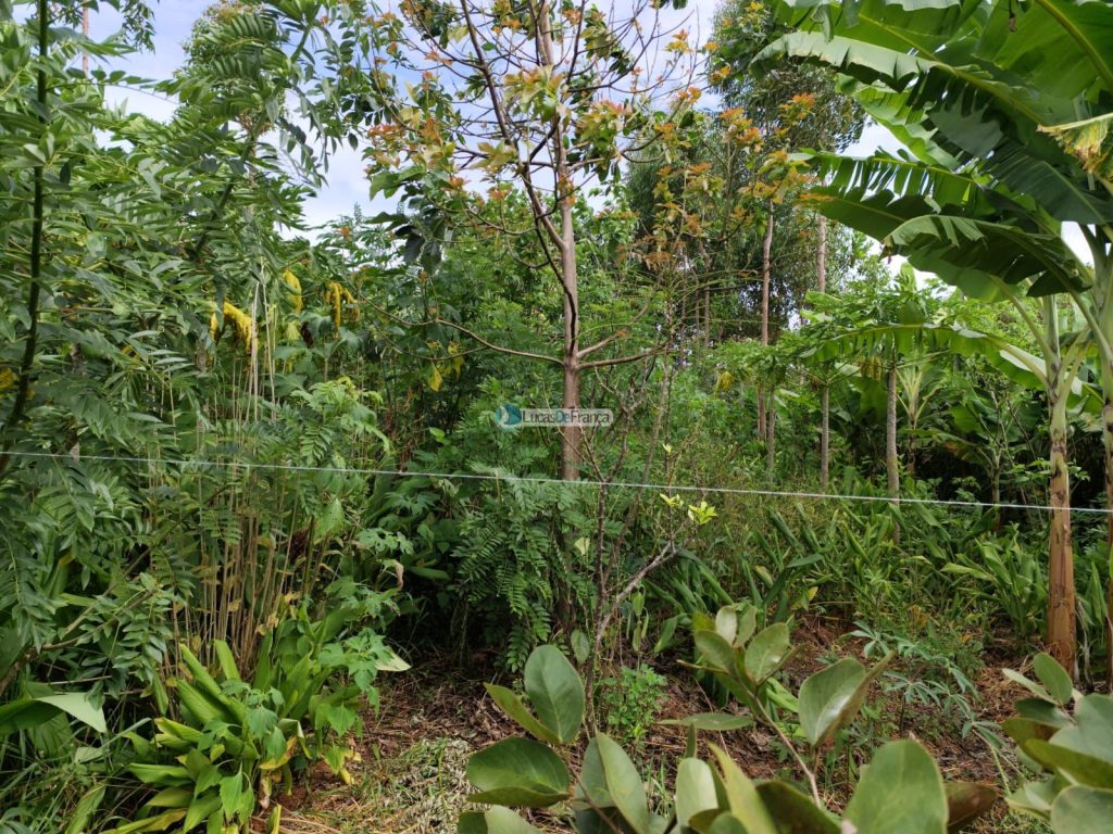Chácara de 2 hectares em Planaltina DF (28)