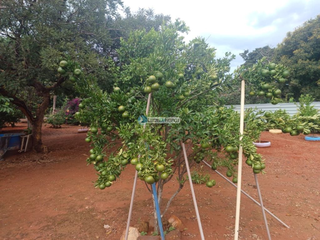 chácara dentro de Planaltina DF (10)