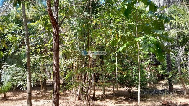 Chácara no distrito de Santa Rosa – 02 hectares