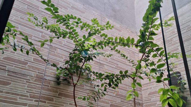 Casa no Setor Militar