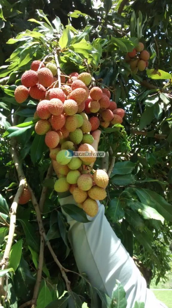 chácara na Rajadinha (11)