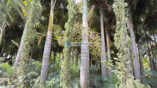 Chácara na Rajadinha