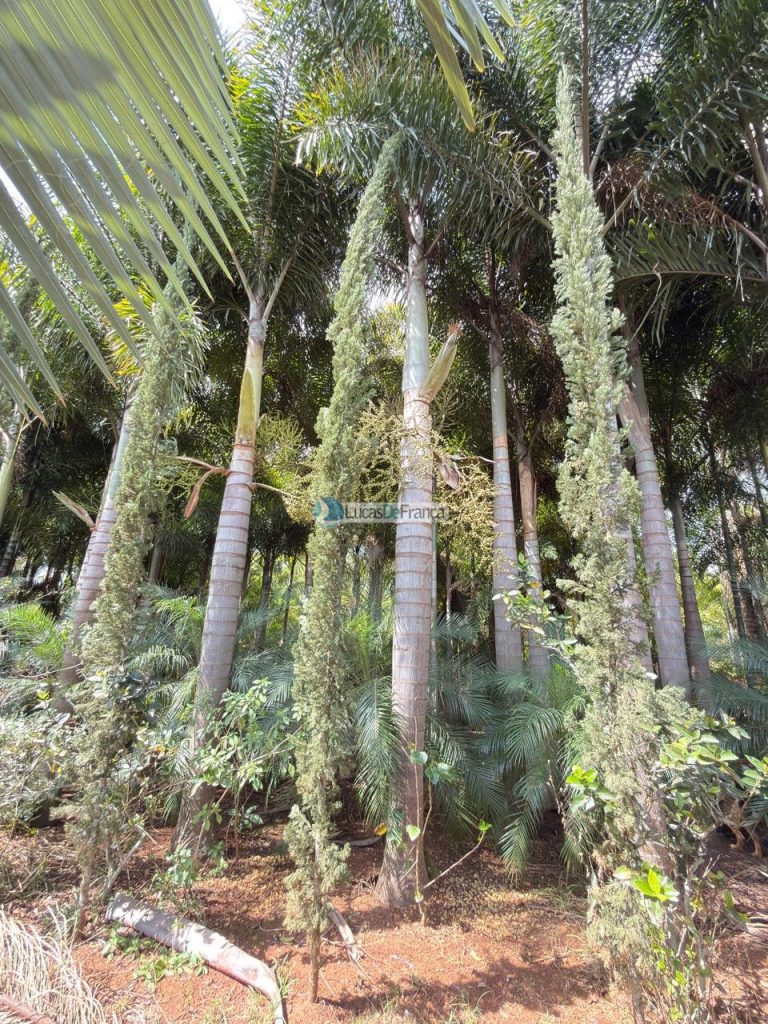 chácara na Rajadinha (5)