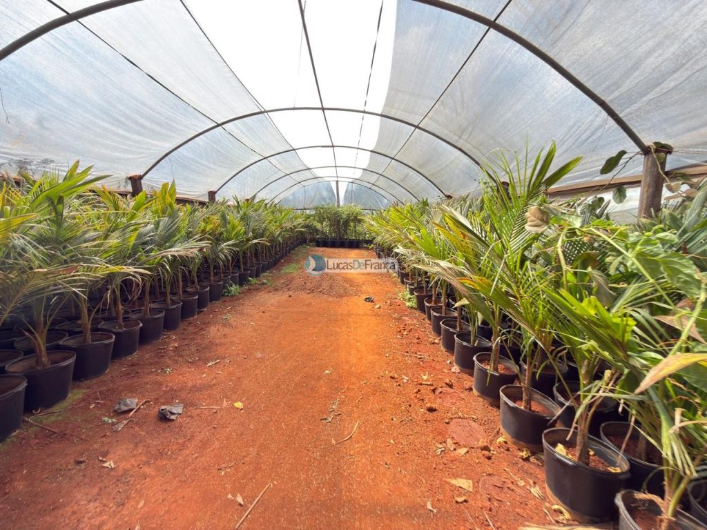 chácara na Rajadinha (6)