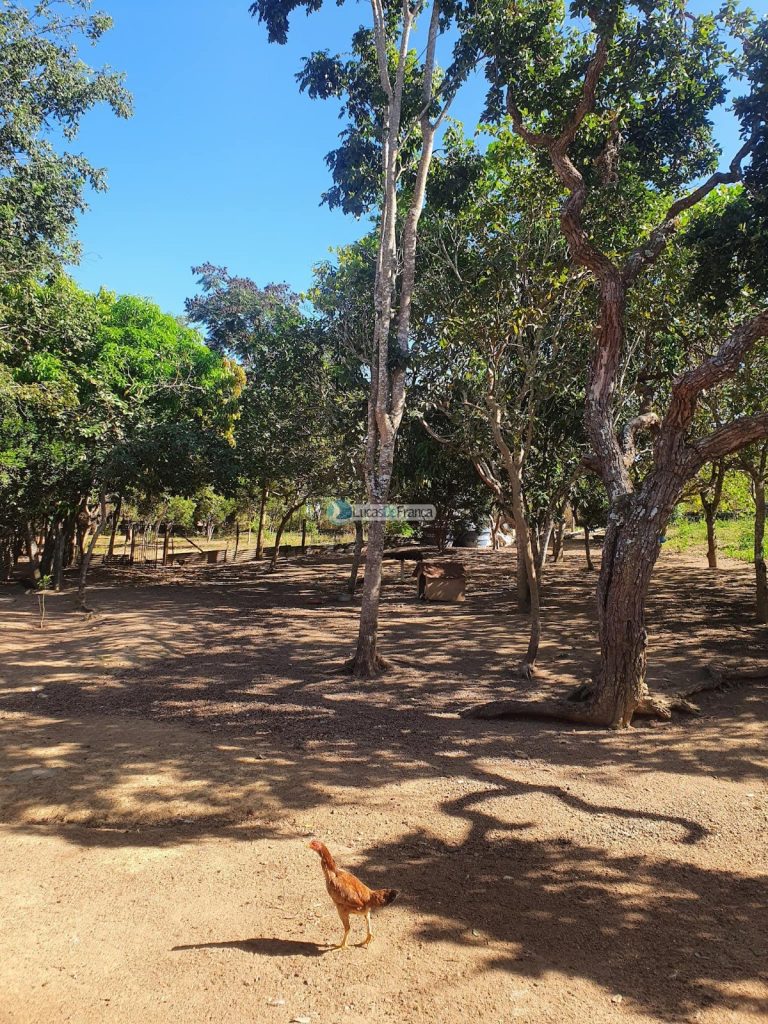 sítio espetacular no Agrovale (15)