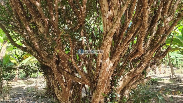 Sítio espetacular no Agrovale, atrás do Vale do Amanhecer