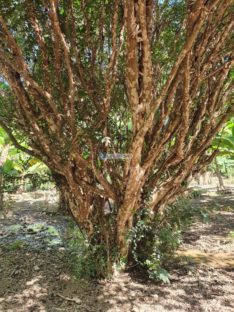 sítio espetacular no Agrovale (22)