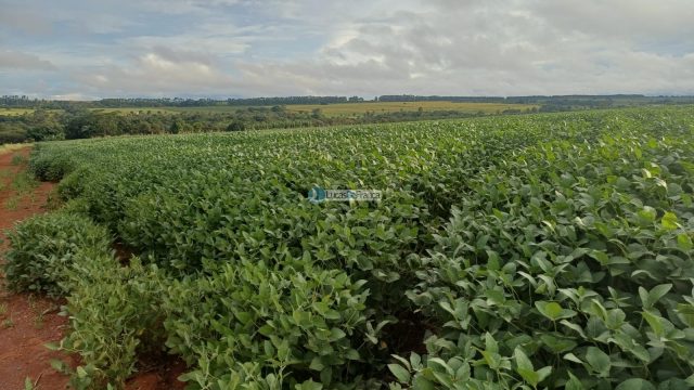 Chácara 32 hectares localizada no núcleo rural Taquara