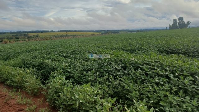 Chácara 32 hectares localizada no núcleo rural Taquara