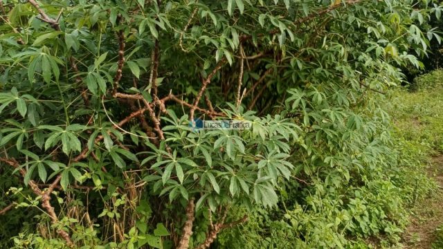 Chácara 32 hectares localizada no núcleo rural Taquara