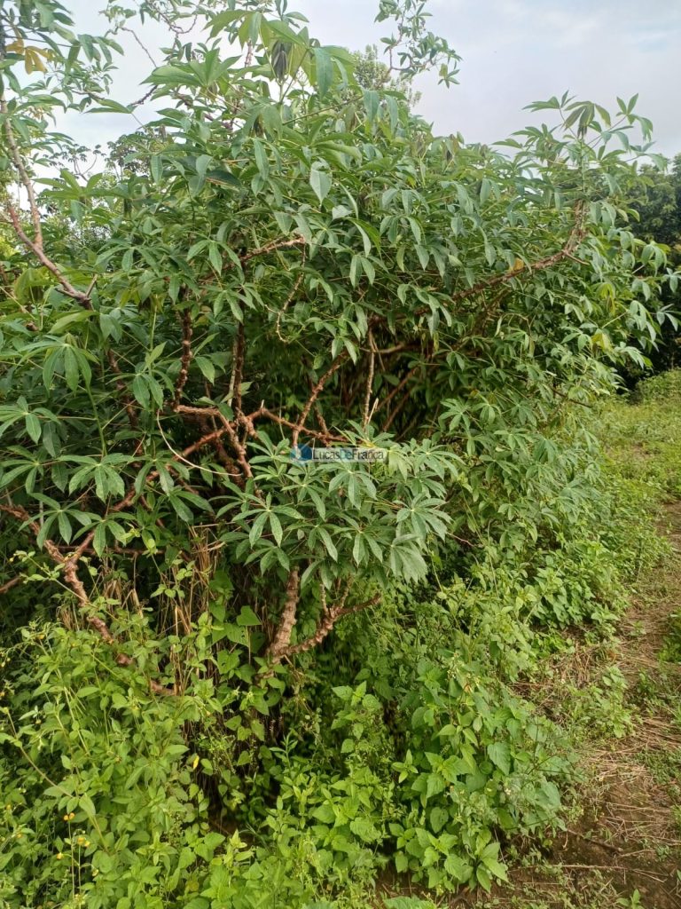 Chácara 32 hectares localizada no núcleo rural Taquara (25)