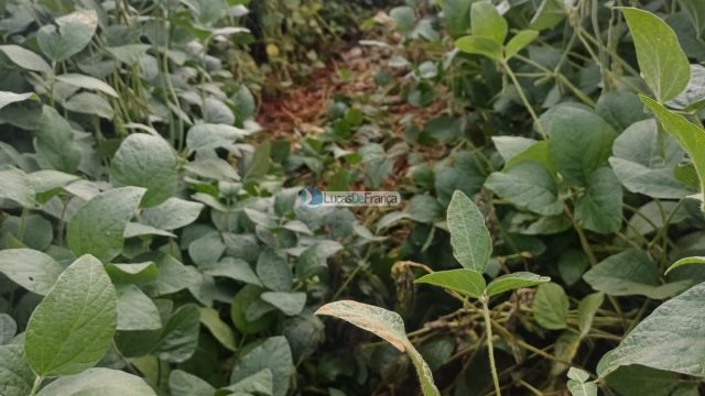 Chácara 32 hectares localizada no núcleo rural Taquara