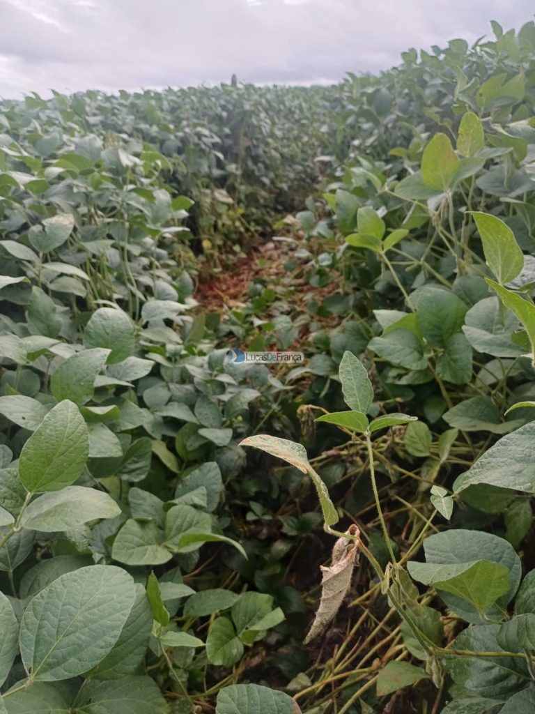 Chácara 32 hectares localizada no núcleo rural Taquara (26)