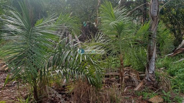 Chácara 32 hectares localizada no núcleo rural Taquara