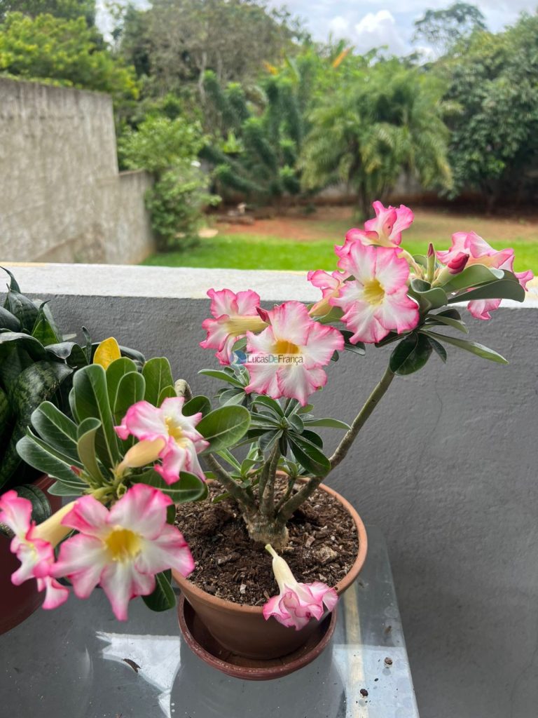 CASA NO MELHOR CONDOMÍNIO DE PLANALTINA (28)