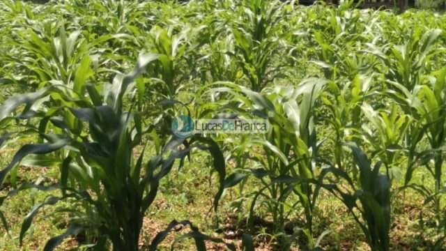 Chácara de 2 Hectares Próximo ao PAD DF