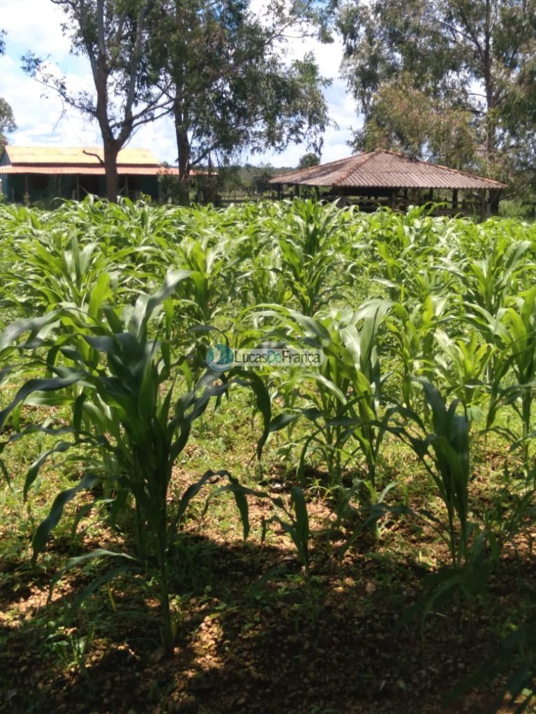 Chácara de 2 Hectares Próximo ao PAD DF (12)