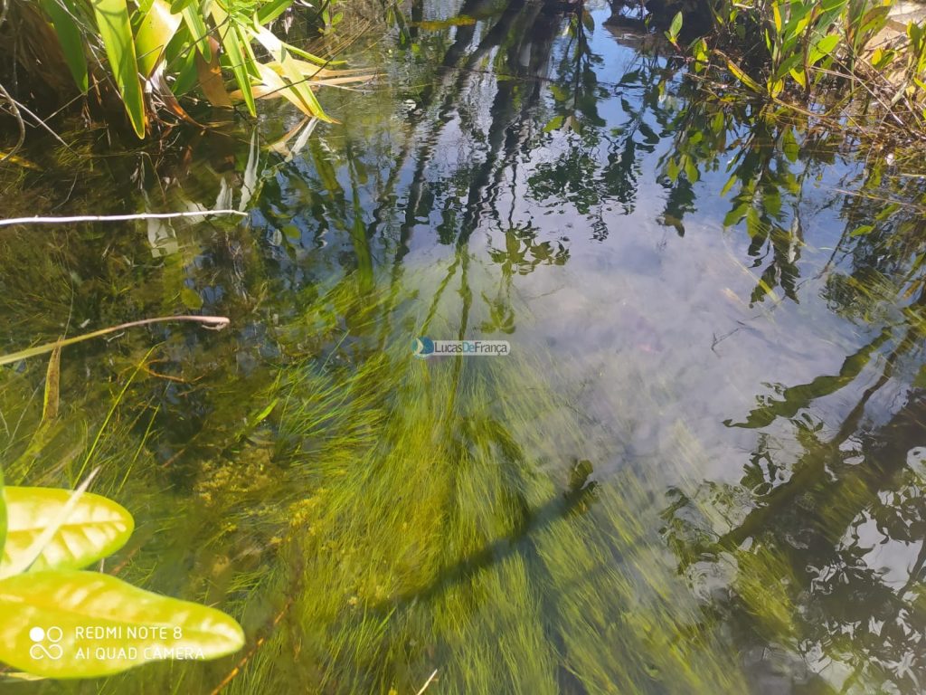 FAZENDA DE 180 HECTARES EM ARINOS-MG! (1)