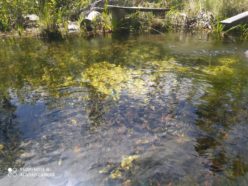 FAZENDA DE 180 HECTARES EM ARINOS-MG! (12)