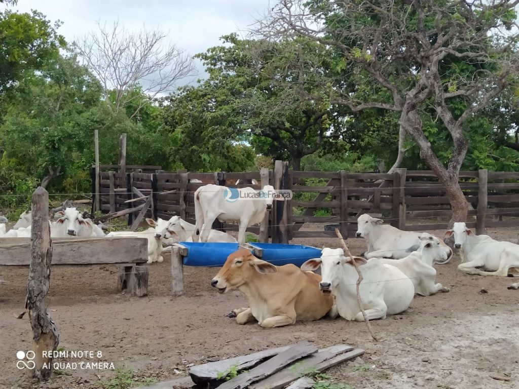 FAZENDA DE 180 HECTARES EM ARINOS-MG! (13)
