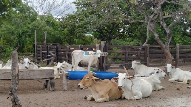 FAZENDA DE 180 HECTARES EM ARINOS-MG!