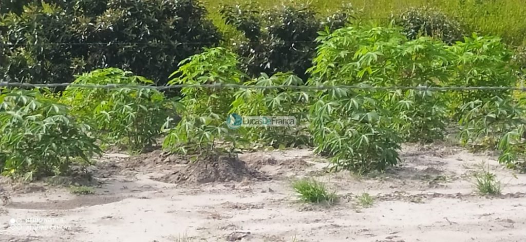 FAZENDA DE 180 HECTARES EM ARINOS-MG! (16)