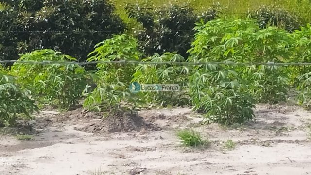 FAZENDA DE 180 HECTARES EM ARINOS-MG!