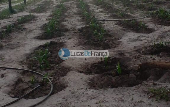 FAZENDA DE 180 HECTARES EM ARINOS-MG!