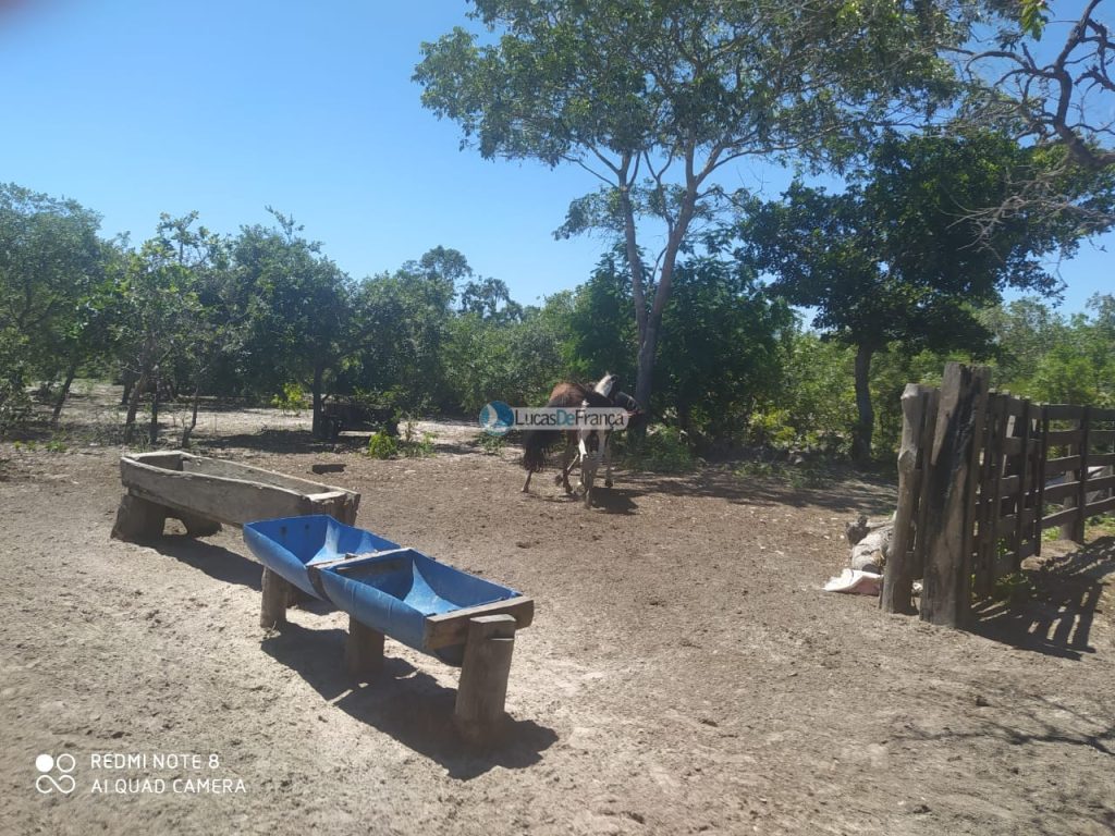 FAZENDA DE 180 HECTARES EM ARINOS-MG! (19)