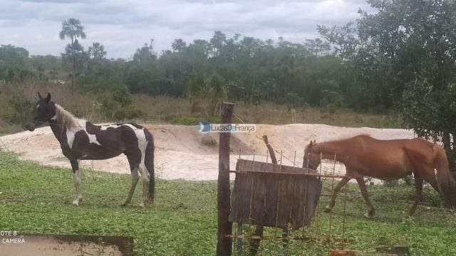 FAZENDA DE 180 HECTARES EM ARINOS-MG!