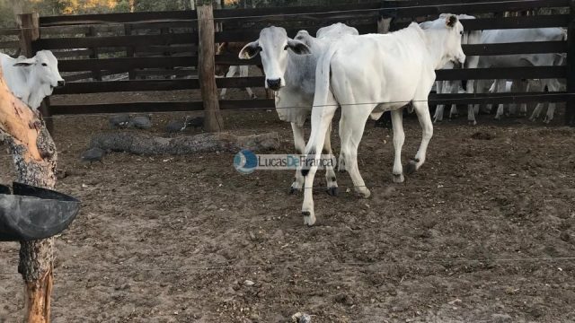 FAZENDA DE 180 HECTARES EM ARINOS-MG!