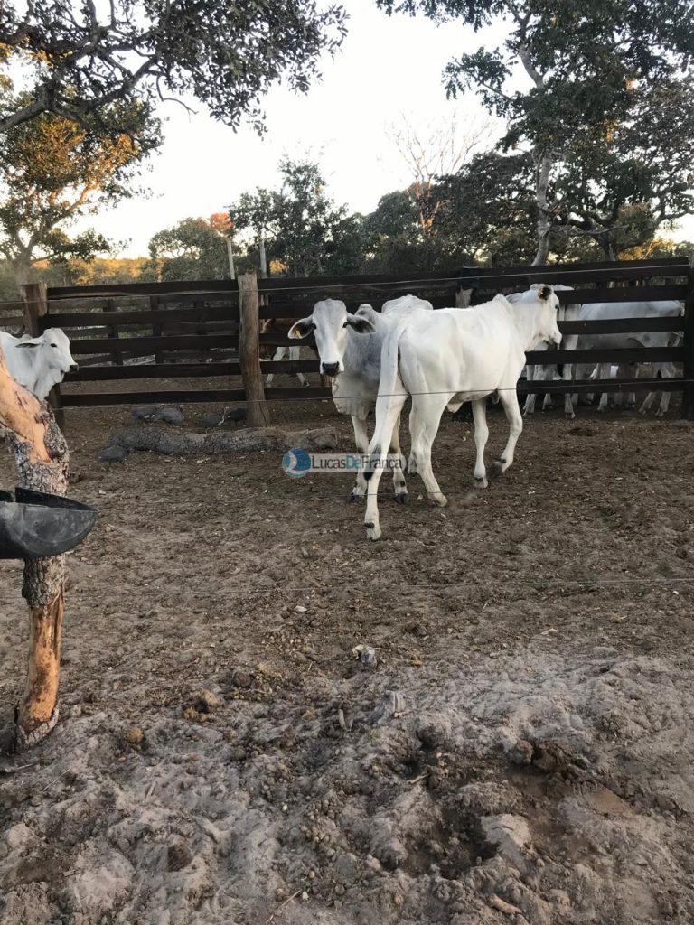 FAZENDA DE 180 HECTARES EM ARINOS-MG! (23)