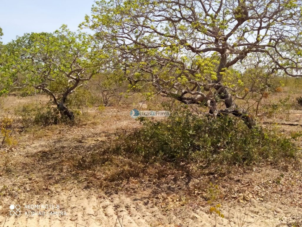 FAZENDA DE 180 HECTARES EM ARINOS-MG! (25)