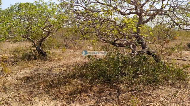 FAZENDA DE 180 HECTARES EM ARINOS-MG!