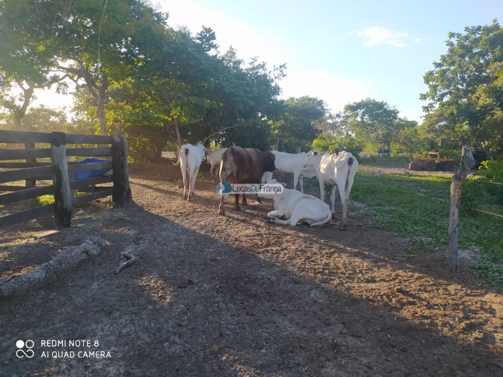 FAZENDA DE 180 HECTARES EM ARINOS-MG! (5)