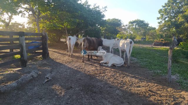 FAZENDA DE 180 HECTARES EM ARINOS-MG!