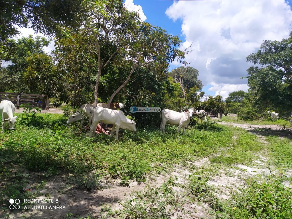 FAZENDA DE 180 HECTARES EM ARINOS-MG! (8)