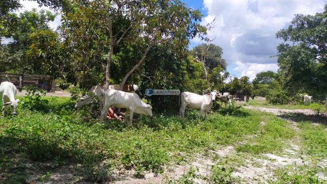 FAZENDA DE 180 HECTARES EM ARINOS-MG!